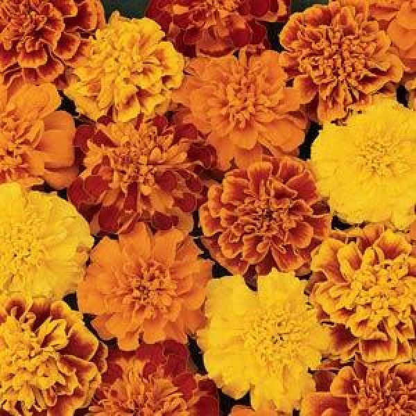 Omaxe Marigold Tagetes Erecta Rodeo Royal Mix Seeds